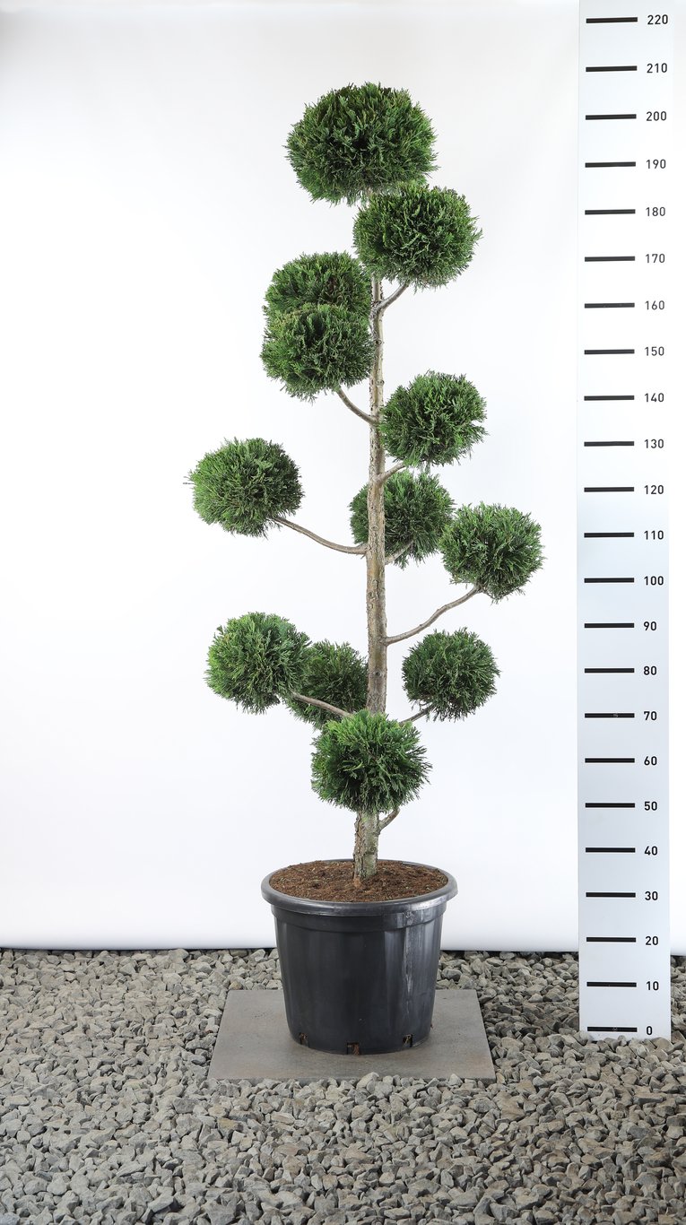 Cupressocyparis leylandii - 150-175 CM PonPon EXTRA in Cont.